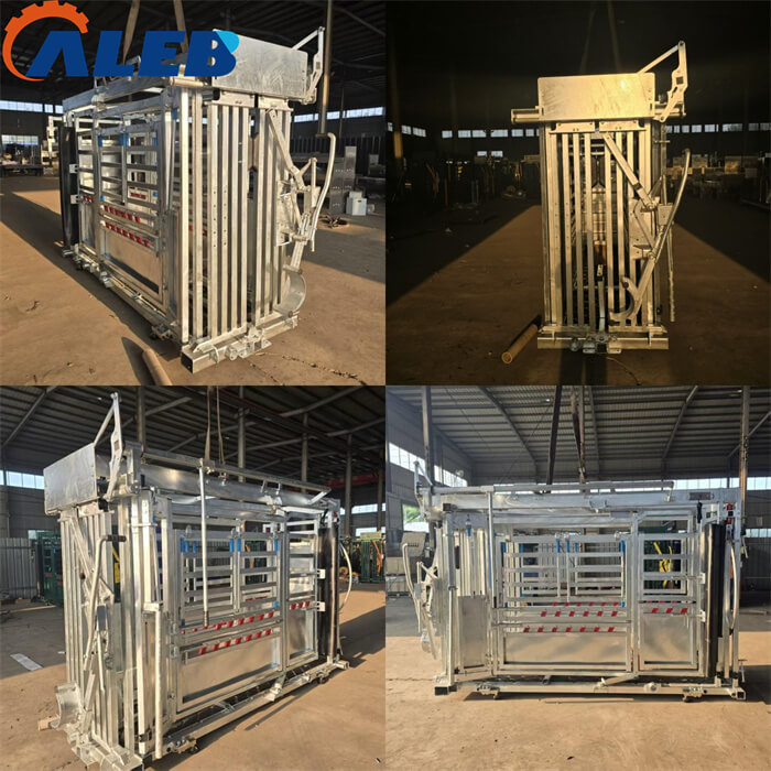 cattle crush4